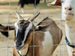Livestock Fence