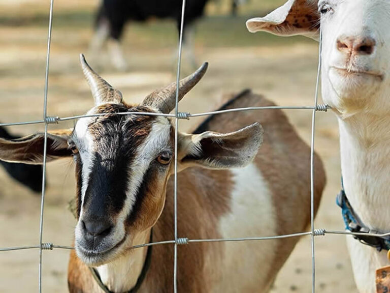 Livestock Fence