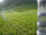Cattle Fence